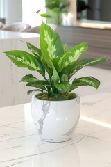 Lush green potted plant on a white marble kitchen island.