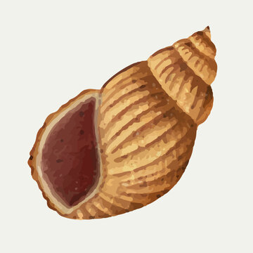 recommend clip art: Seashells Ocean Beach, Triton Shell Clipart illustration