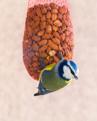 Ptak sikora modra pokarm orzechy zimą dokarmianie