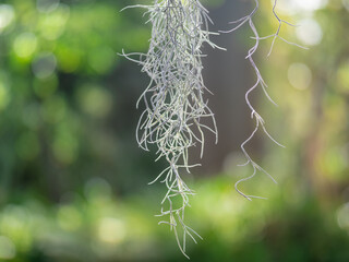 Spanish moss plant in the forest . - obrazy, fototapety, plakaty