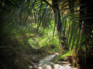 Path going through the tropical forest near Preveli, Crete, Greece, May 2008