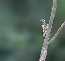 red backed shrike