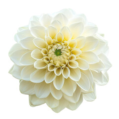 Top view of Dahlia flower on a transparent background, perfect for representing the theme of Valentine's Day.