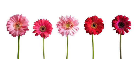 Colorful gerbers flowers isolated on transparent. Set of  colorful daisies - obrazy, fototapety, plakaty
