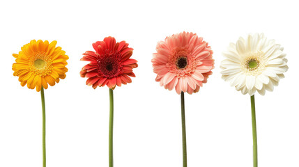 Colorful gerbers flowers isolated on transparent. Set of  colorful daisies - obrazy, fototapety, plakaty