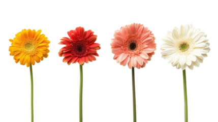 Colorful gerbers flowers isolated on transparent. Set of  colorful daisies