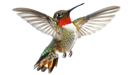 Ruby-throated Hummingbird male in flight; isolated on transparent
