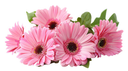 blooming beautiful pink flower gerbera isolated on transparent background - Powered by Adobe