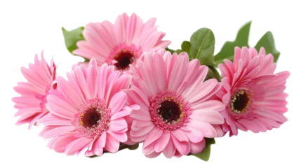 Foto op Plexiglas blooming beautiful pink flower gerbera isolated on transparent background © YauheniyaA