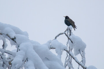 a starling, sturnus vulgaris, perched on a tree at a winter morning with fresh snow