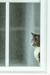 Eine Katze schaut aus dem Fenster.