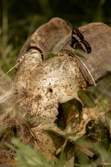 Black Lorquin's Admiral (Limenitis lorquini) Butterfly Feeds on Goat Skull in BC, Canada June 2023