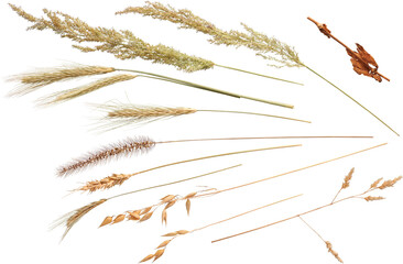 Premium Isolated Different Types of herbs, grass and plant with all intricate details