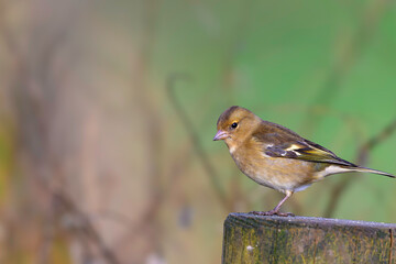 Female Chaffinch, Fringilla coelebs, perched on a fence post