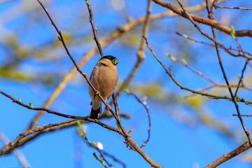 Female Bullfinch, Pyrrhula pyrrhula, perched on a branch - eating shoots