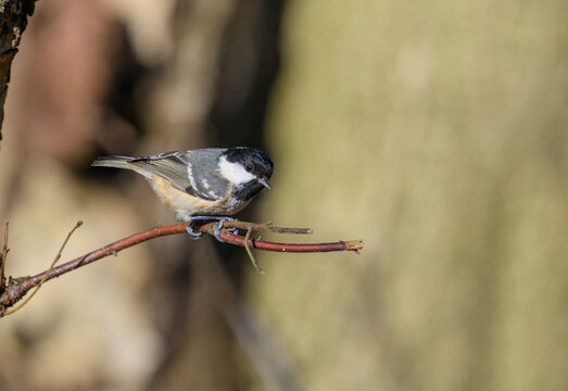 Coal tit, Periparus ater, perched on a twig