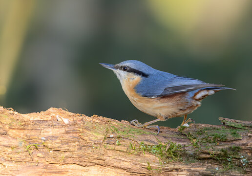Nuthatch, Sitta europaea, perched on a dead branch