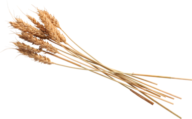 Premium Isolated Wheat with all intricate details