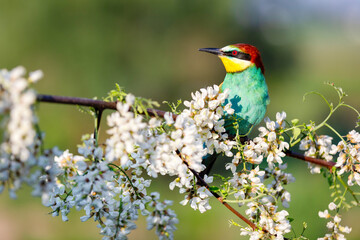 wild colorful bird on a flowering branch