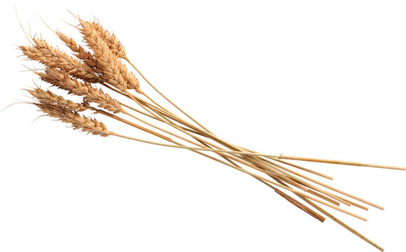 Premium Isolated Wheat with all intricate details