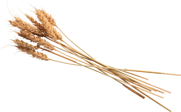 Premium Isolated Wheat with all intricate details