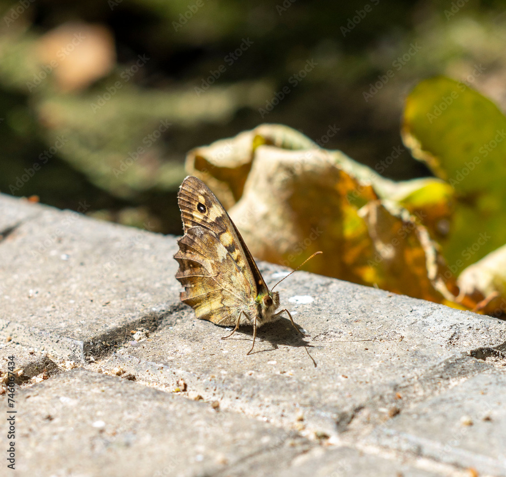 Wall mural butterfly on the ground