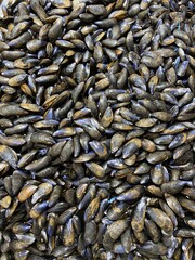 Naklejka premium fruit de mer / moule 