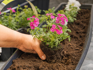 Planting verbena flowers in the ground of balcony containers. Spring work, balcony decoration. Balcony and garden plants