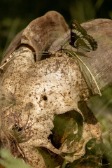 Black Lorquin's Admiral (Limenitis lorquini) Butterfly Feeds on Goat Skull in BC, Canada June 2023