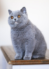Edle und imposante Britisch Kurzhaar Katzen Katzenbabys