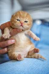 Edle und imposante Britisch Kurzhaar Kitten