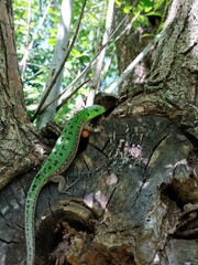 lizard on a tree