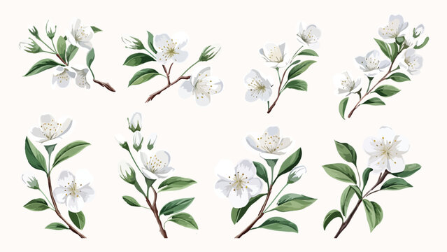 Set of Watercolor white almond blossoms blooming elements. White almond green leaves branch, and stem isolated on darkbackground. Suitable for decorative invitations, posters, or cards