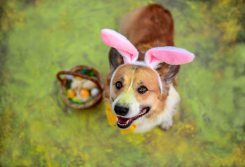 charming corgi puppy in Easter bunny ears sits in the spring garden with a basket of eggs sprinkled...