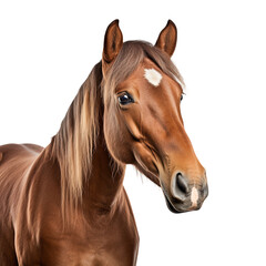 Brown horse isolated on white or transparent background