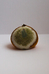 Rotten tangerine with mold on a white background
