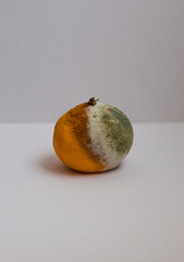 Rotten tangerine with mold on a white background