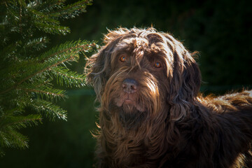 the lovely eyes and face of a dog , a pudelpointer at a sunny spring day