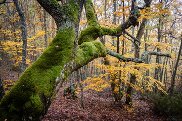 Pardomino Forest, Picos de Europa Regional Park, Boñar, Castilla-Leon, Spain