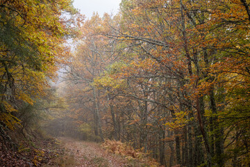 Obraz premium Pardomino Forest, Picos de Europa Regional Park, Boñar, Castilla-Leon, Spain