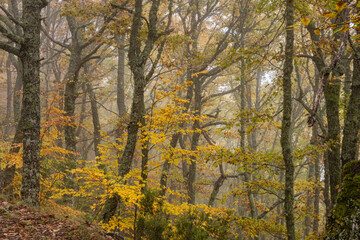 Pardomino Forest, Picos de Europa Regional Park, Boñar, Castilla-Leon, Spain