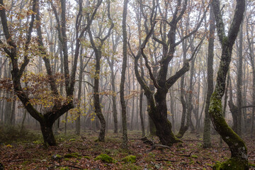 Fototapeta na wymiar Pardomino Forest, Picos de Europa Regional Park, Boñar, Castilla-Leon, Spain
