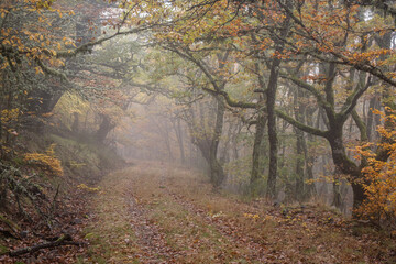 Pardomino Forest, Picos de Europa Regional Park, Boñar, Castilla-Leon, Spain