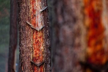 resin extraction in a Pinus pinaster forest, Montes de Coca, Segovia, Spain