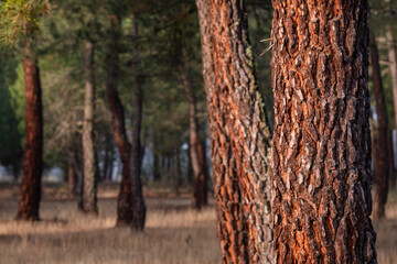 resin extraction in a Pinus pinaster forest, Montes de Coca, Segovia, Spain