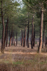 Obraz premium resin extraction in a Pinus pinaster forest, Montes de Coca, Segovia, Spain