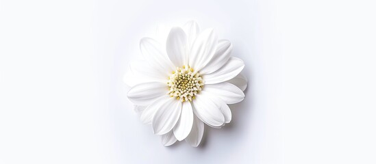 Obraz premium A white Spanish daisy flower with a vibrant yellow center is centered on a clean white backdrop. The delicate petals of the flower contrast beautifully with the bright yellow center, creating a