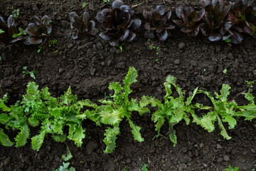 Growing green organic lettuce salad in vegetables garden - 746072824