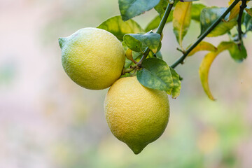 lemon on the tree, mallorca