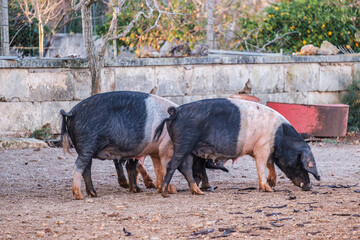 Faixat breed pig, Llucmajor, Mallorca, Balearic Islands, Spain